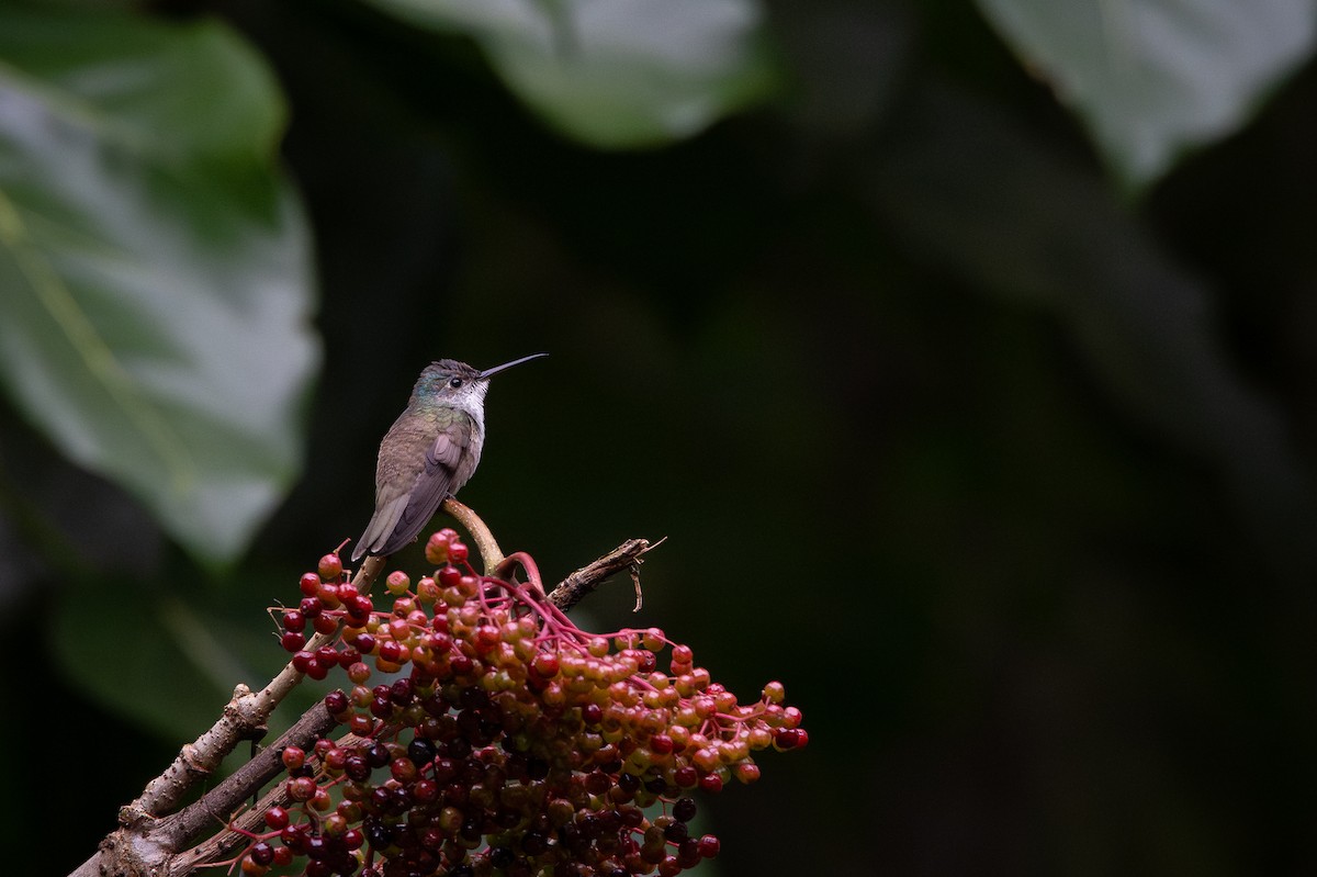 asurkronekolibri - ML641752095