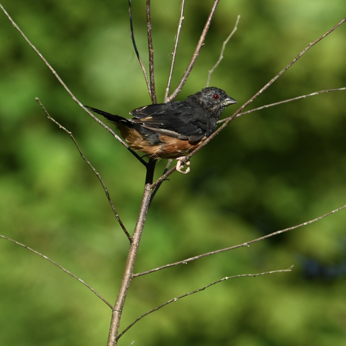 Eastern Towhee - ML641752117
