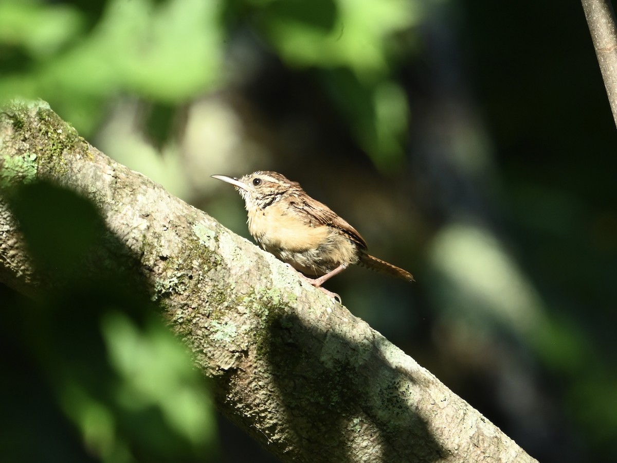 Carolina Wren - ML641752119