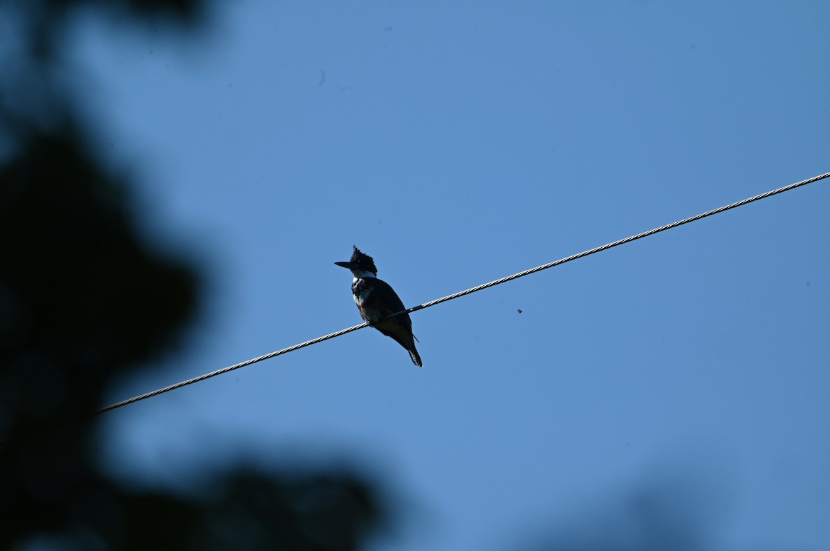 Belted Kingfisher - ML641752151