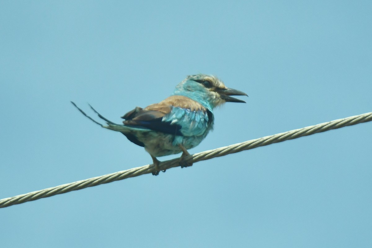 Abyssinian Roller - ML641752158