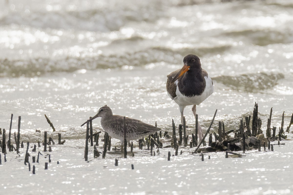 Short-billed Dowitcher - ML641752198
