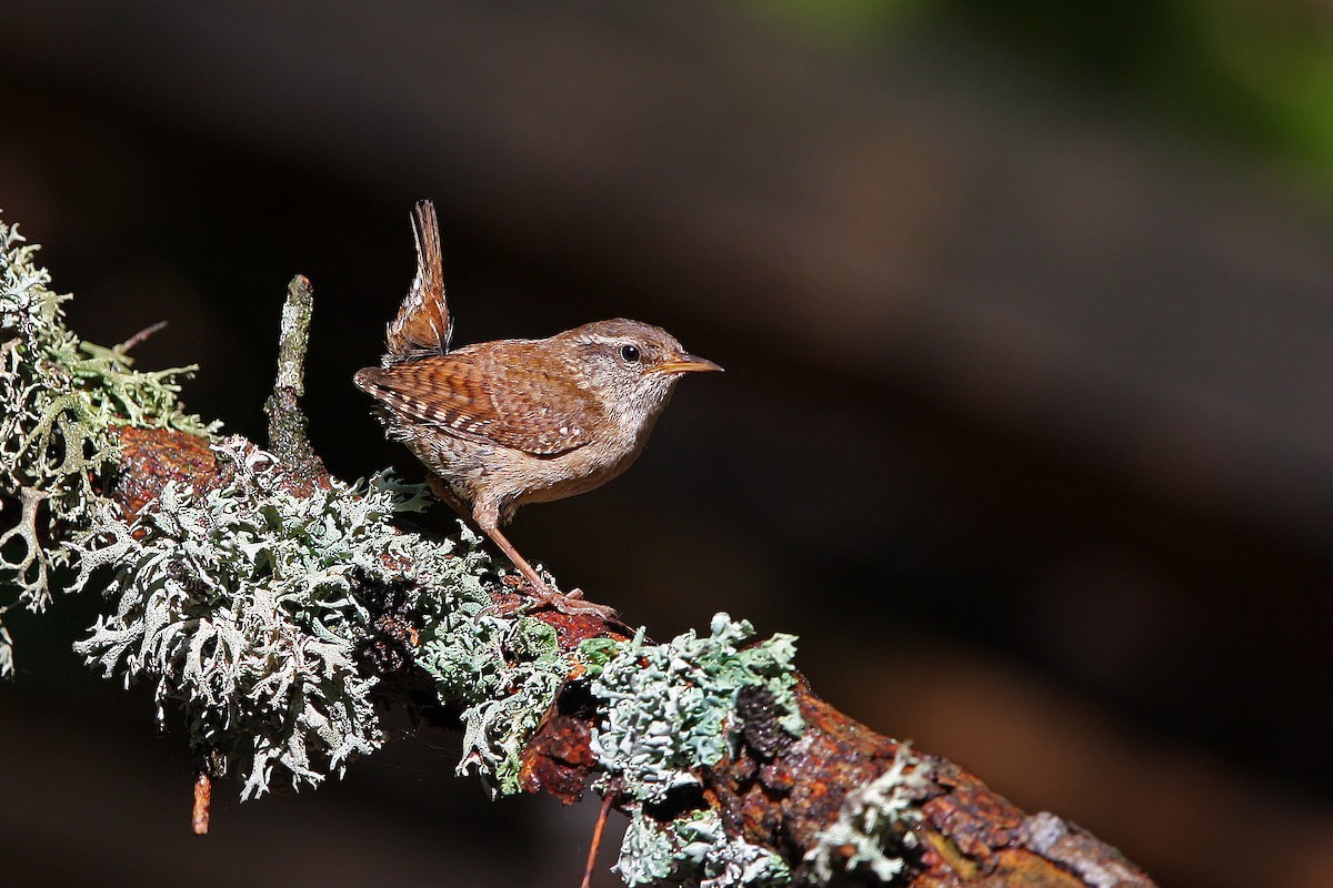 Eurasian Wren - ML64175221