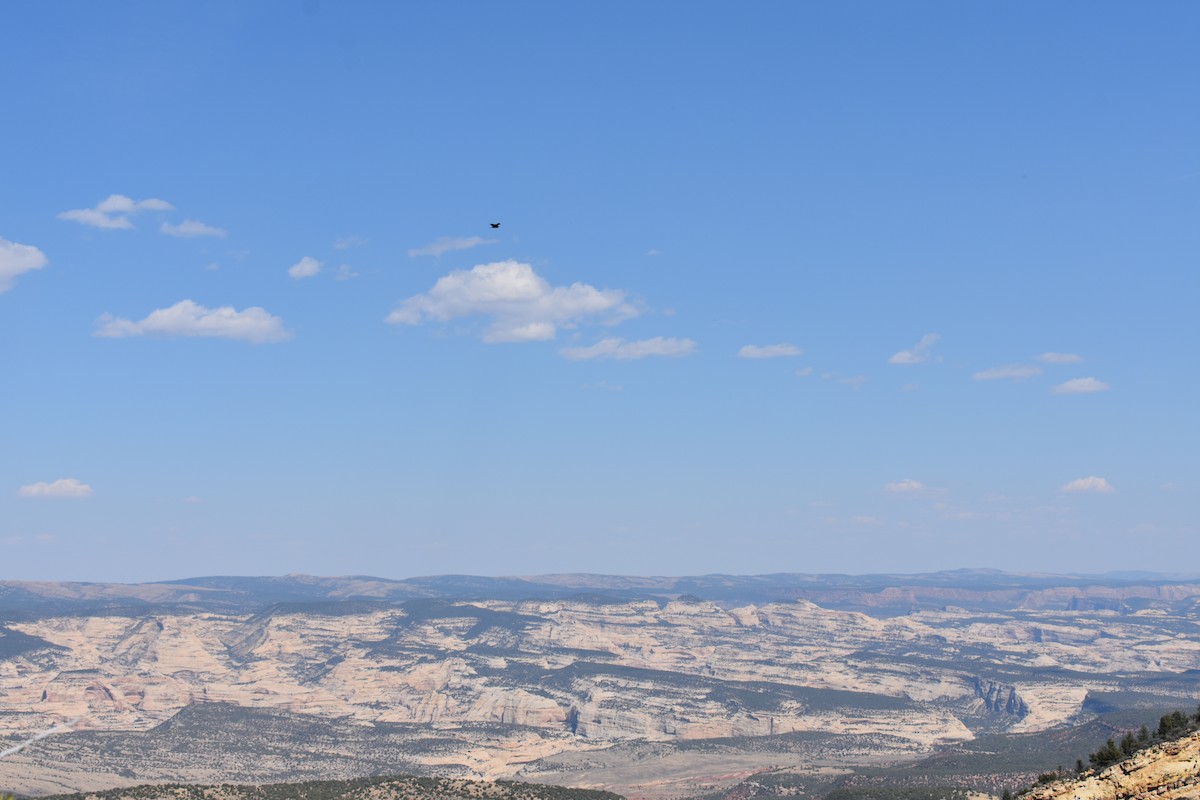 Common Raven - ML641752263