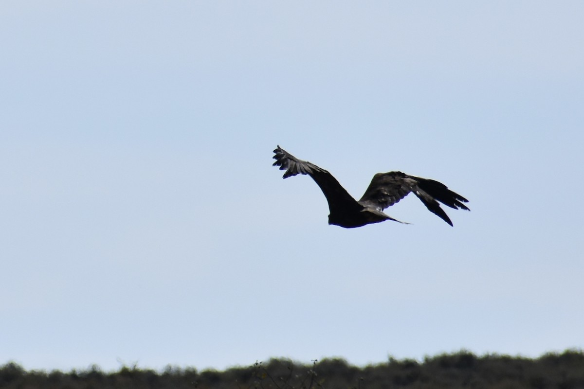 Golden Eagle - ML641752279