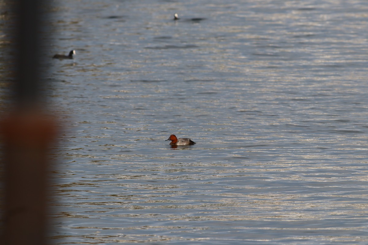 Common Pochard - ML641752280