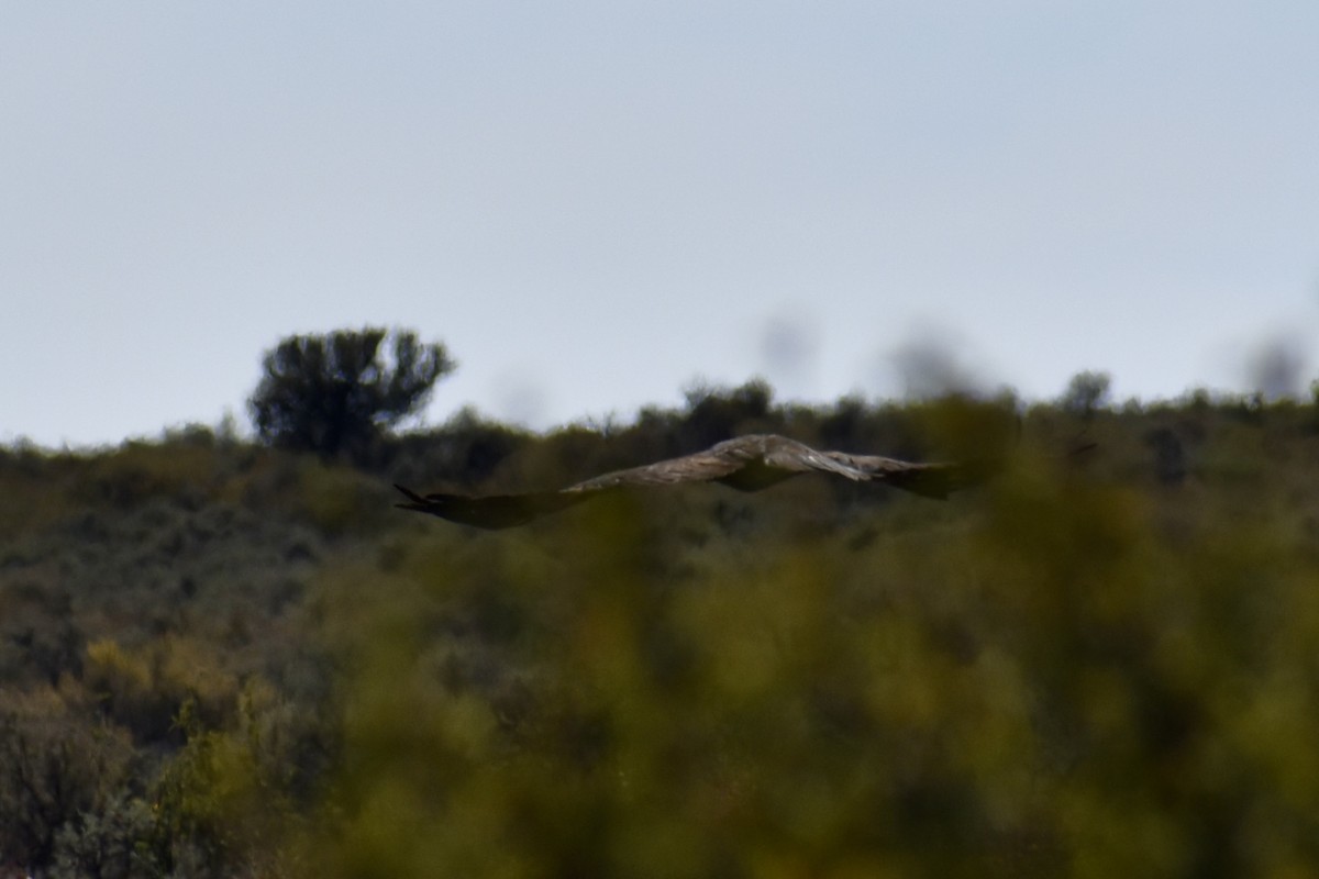 Golden Eagle - ML641752299