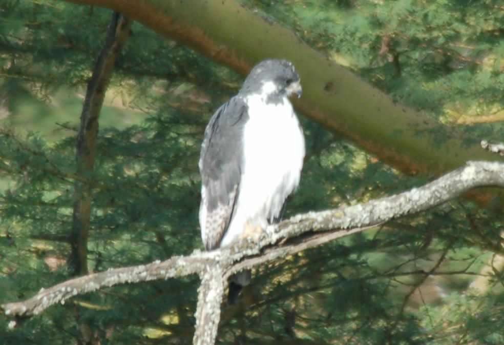 Augur Buzzard - ML641752301