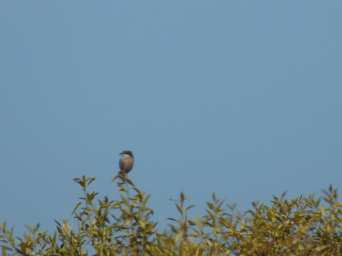 Iberian Gray Shrike - ML641752348