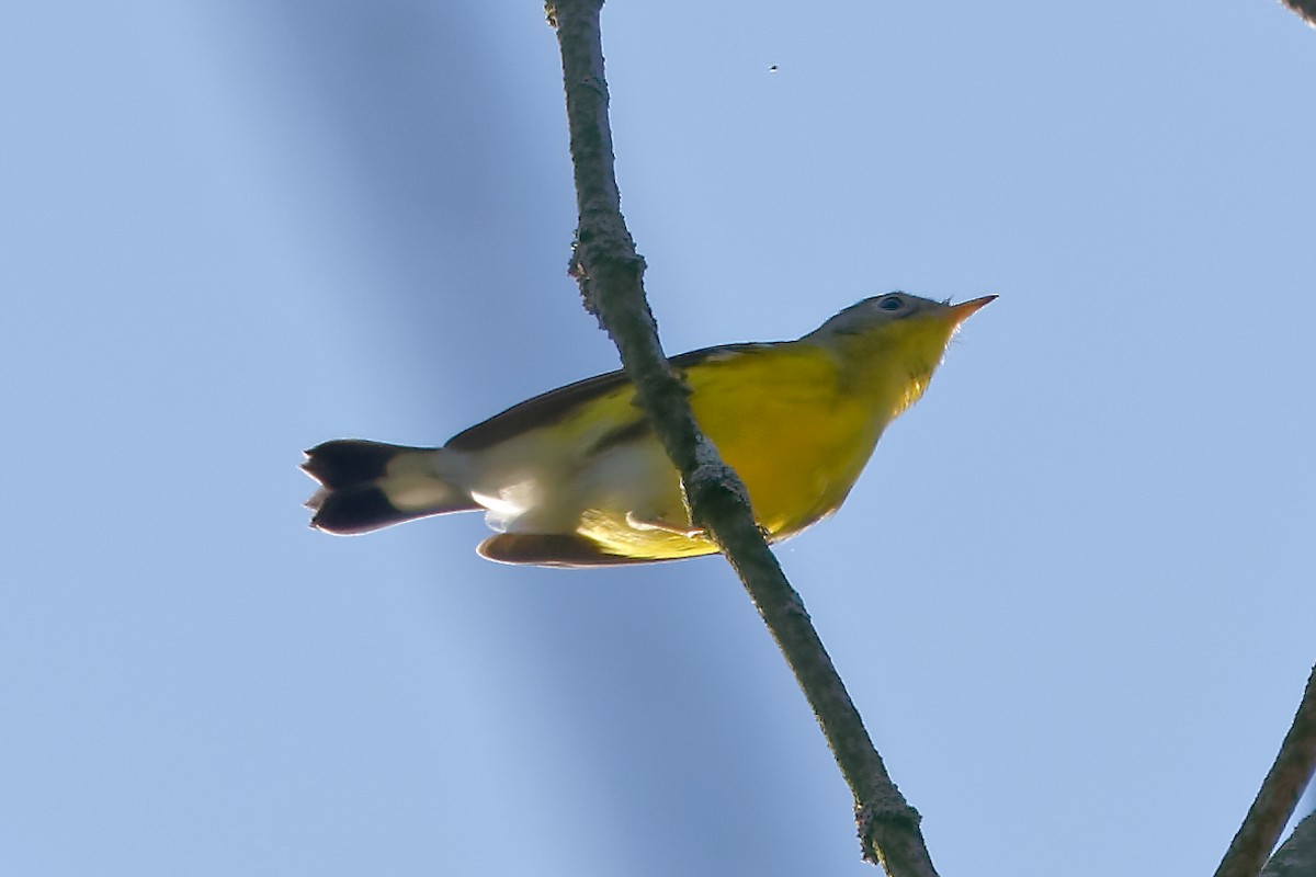 Magnolia Warbler - ML641752350