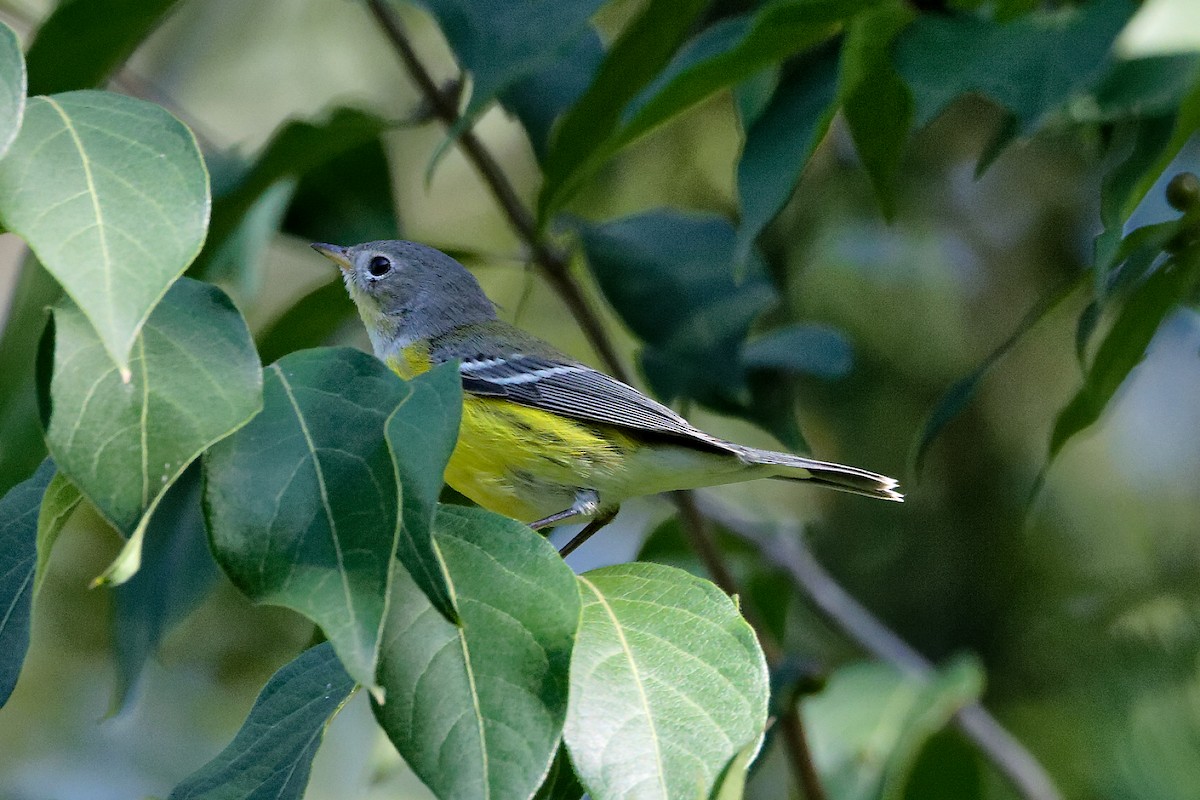 Magnolia Warbler - ML641752351