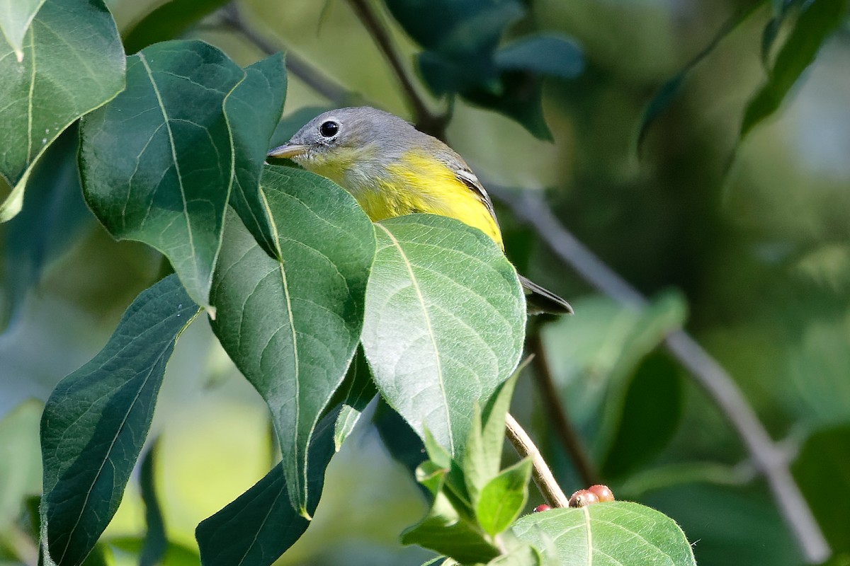 Magnolia Warbler - ML641752353