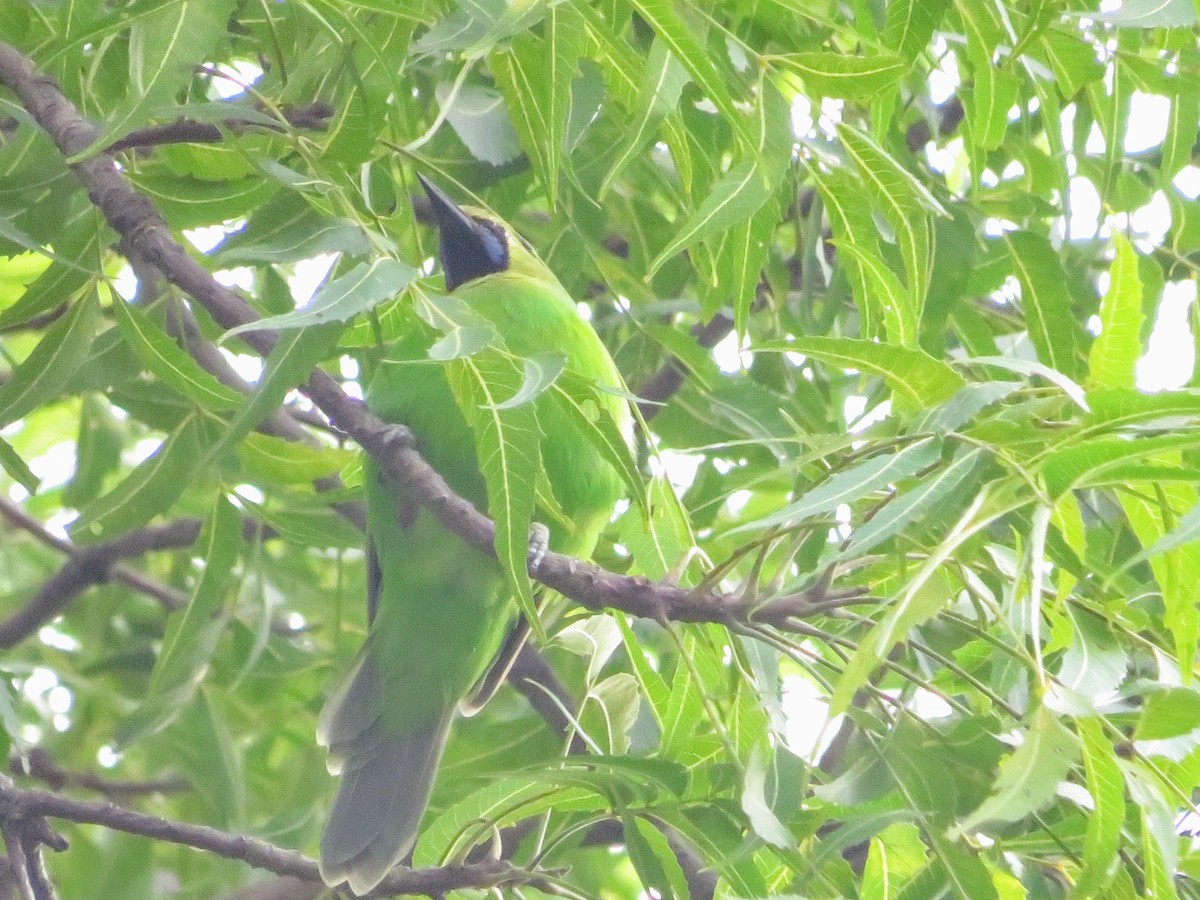Jerdon's Leafbird - ML641752418