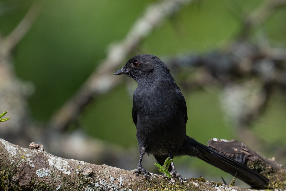 Northern Black-Flycatcher - ML641752420