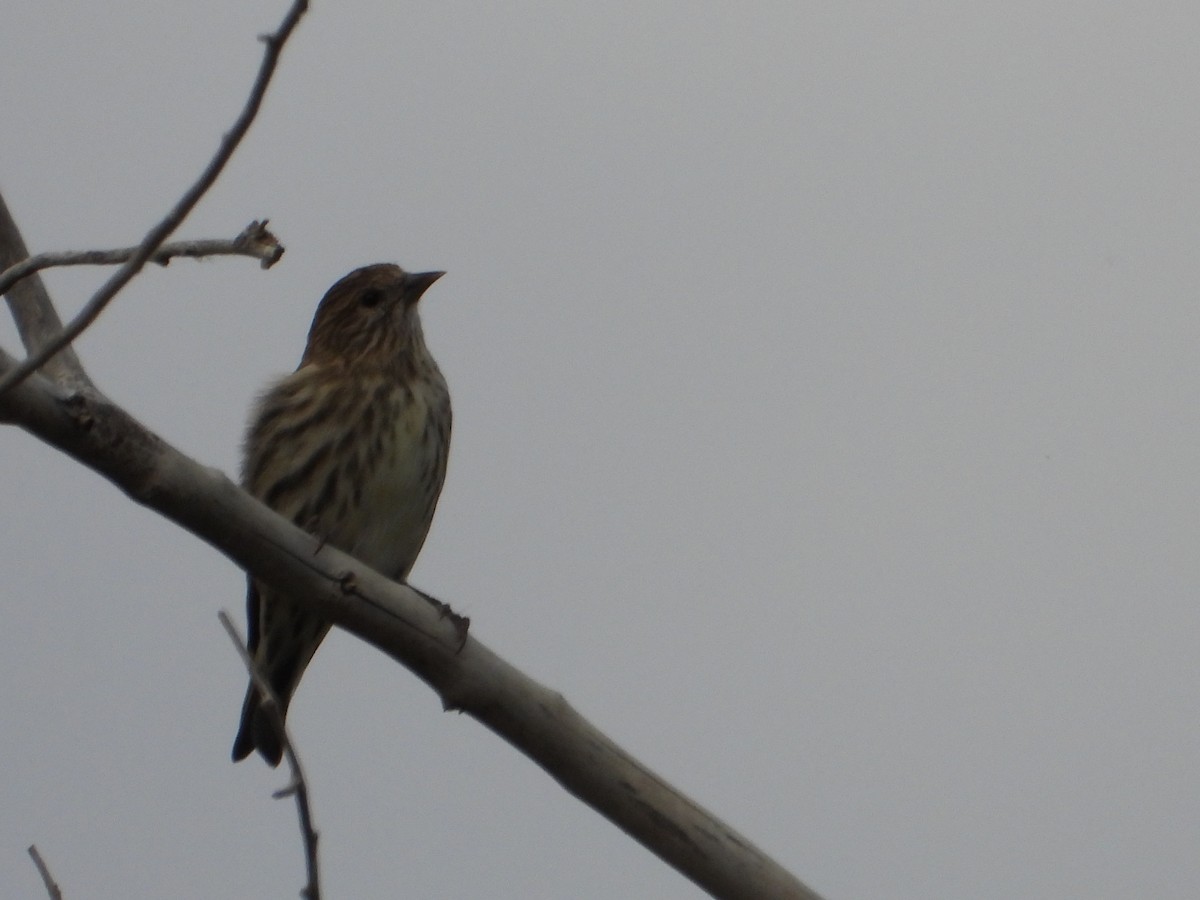 Pine Siskin - ML641752437
