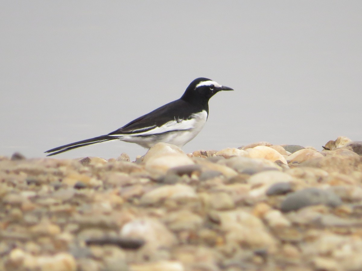 White-browed Wagtail - ML641752441