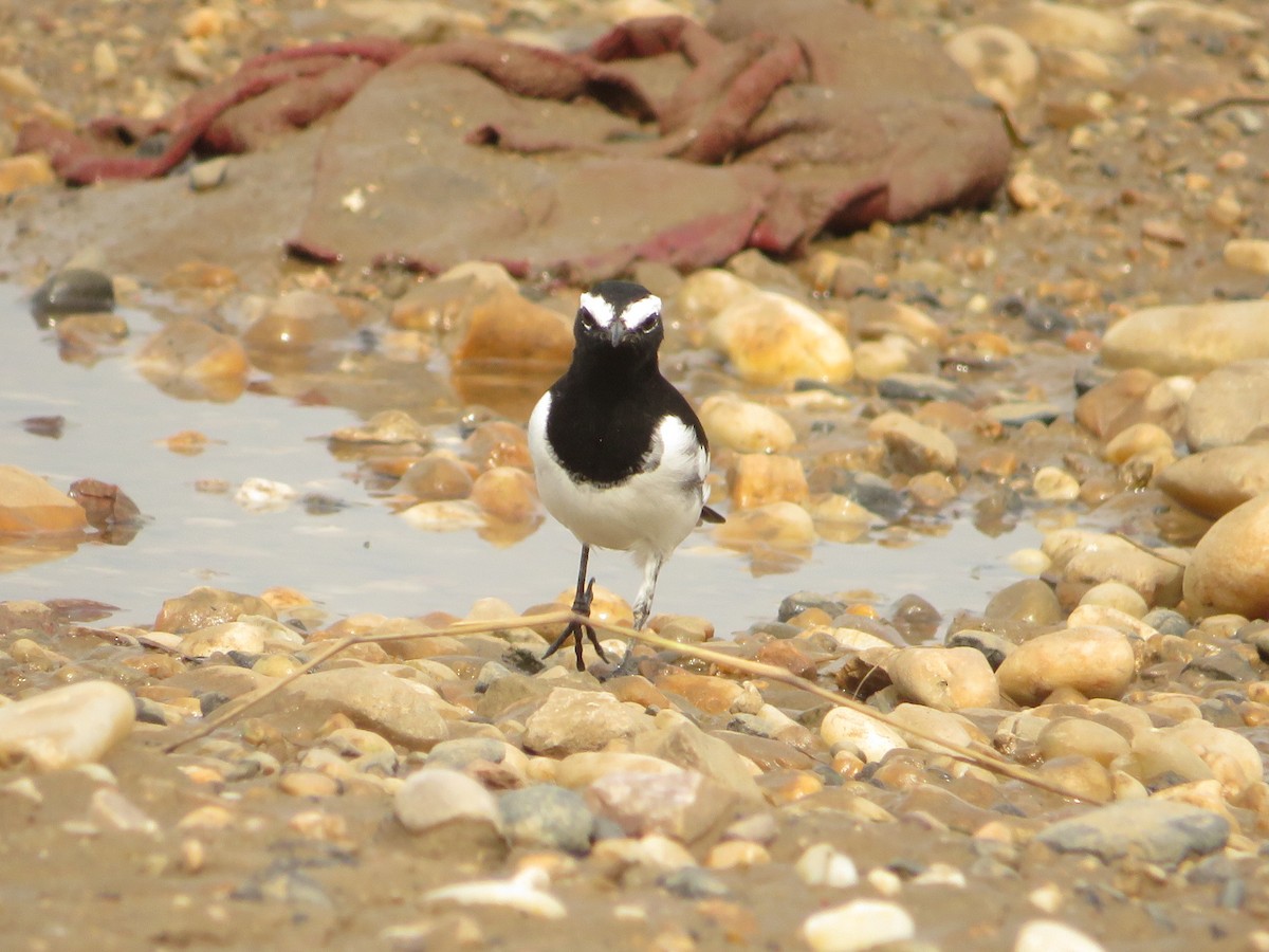White-browed Wagtail - ML641752442