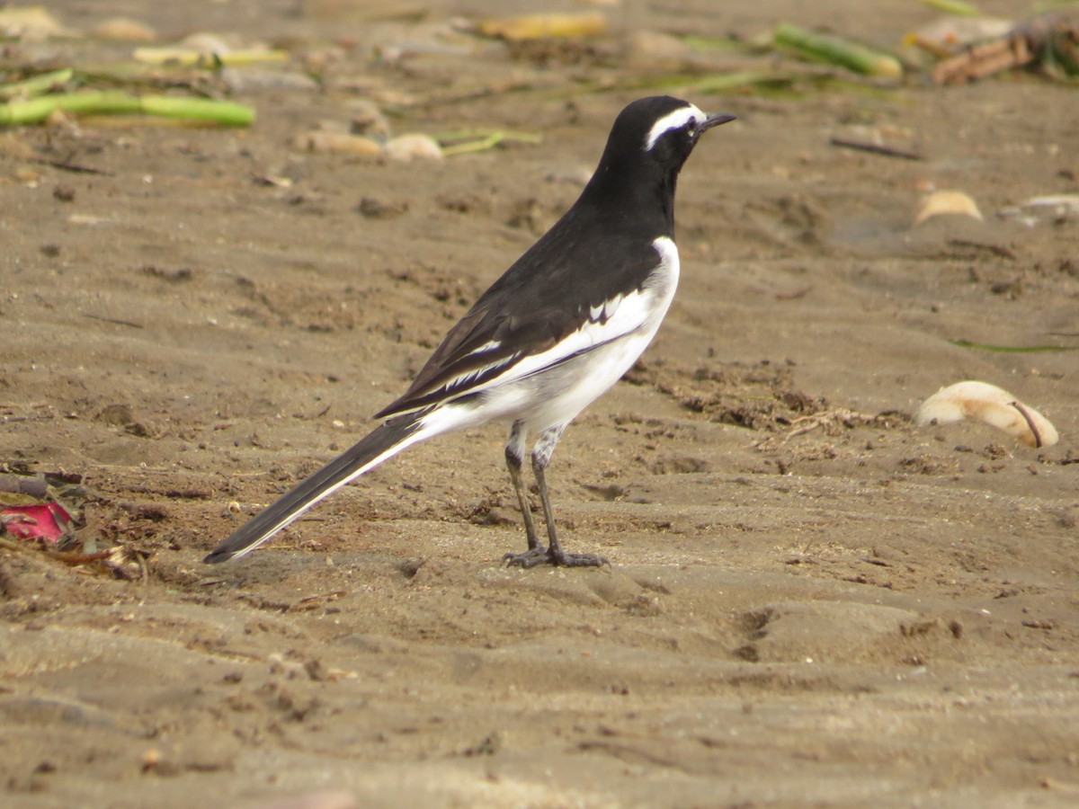 White-browed Wagtail - ML641752443