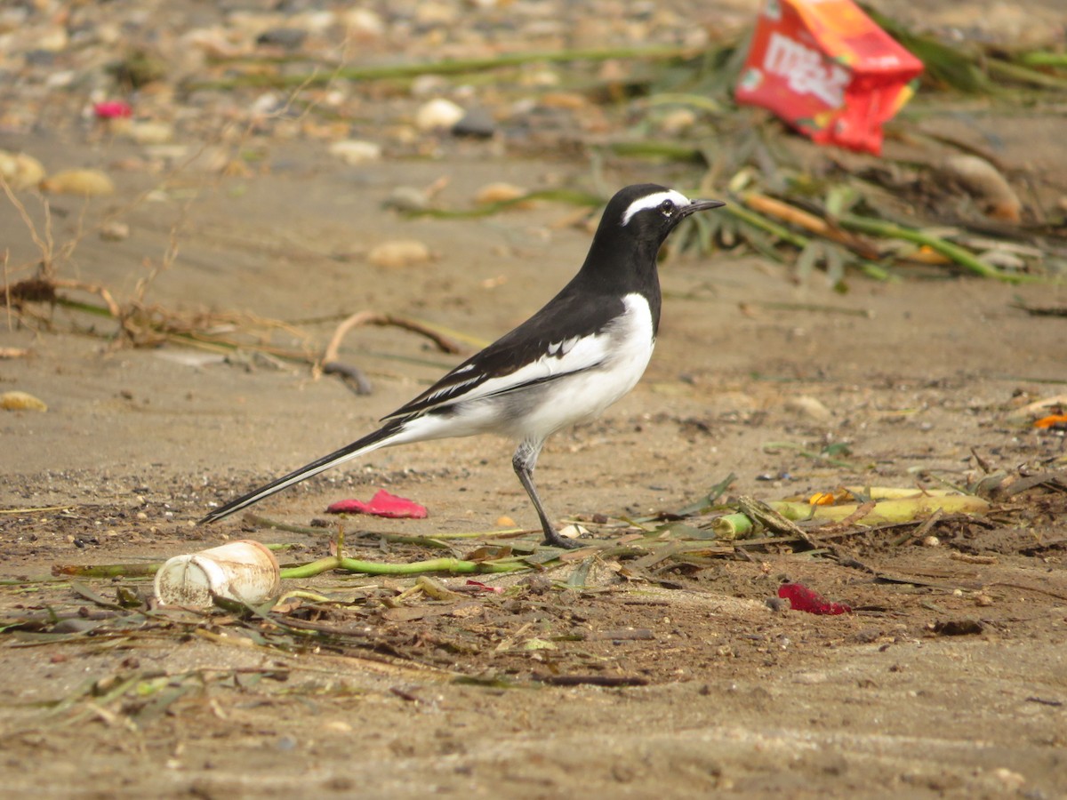 White-browed Wagtail - ML641752444