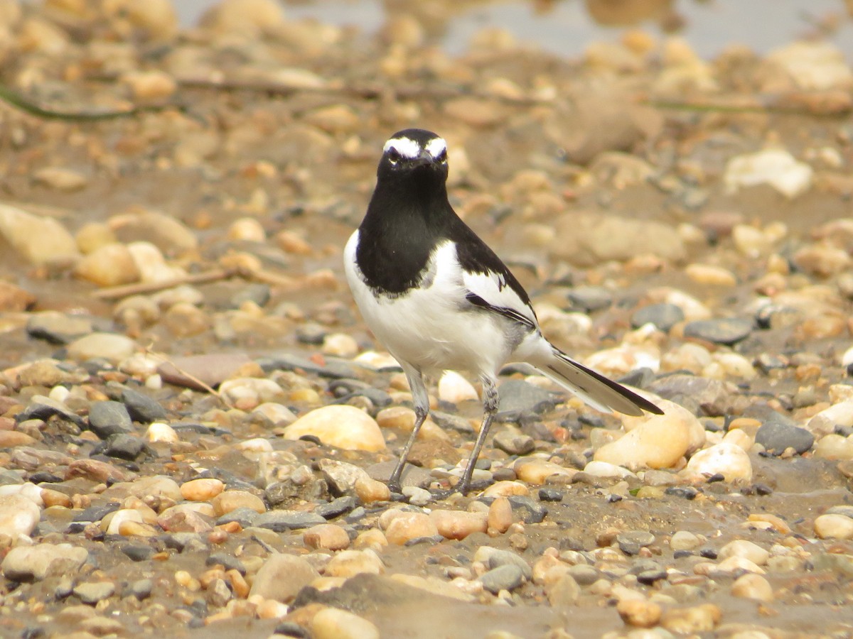 White-browed Wagtail - ML641752445