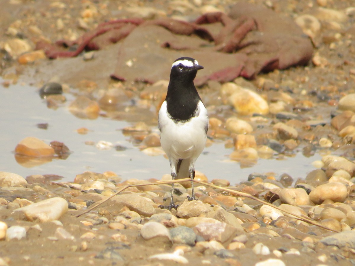 White-browed Wagtail - ML641752446
