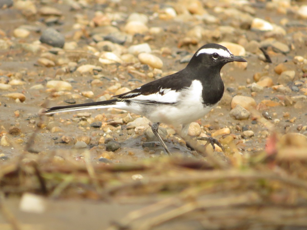 White-browed Wagtail - ML641752447