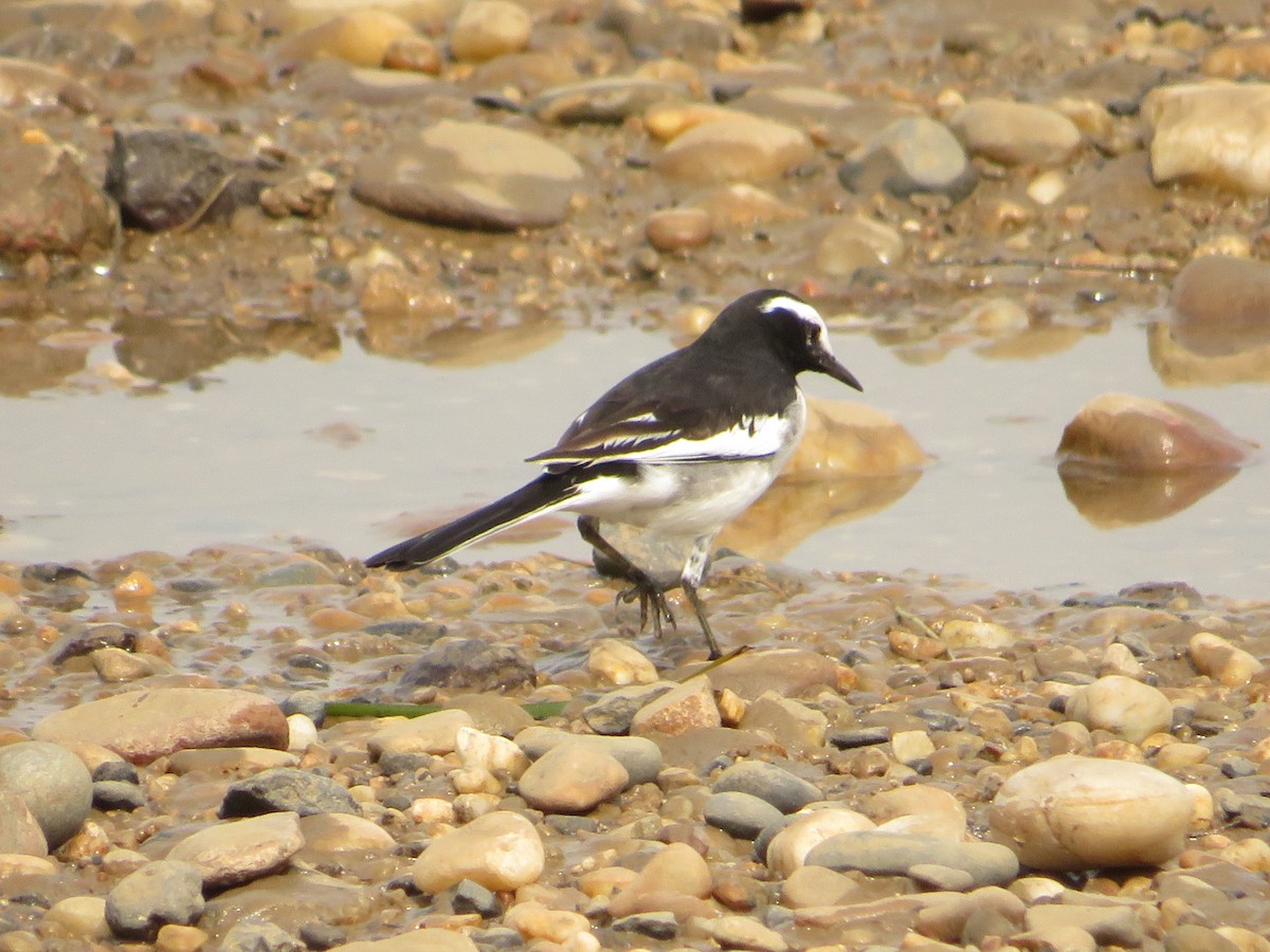 White-browed Wagtail - ML641752449