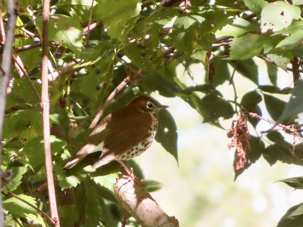 Wood Thrush - ML641752451