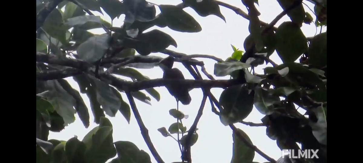 Heart-spotted Woodpecker - ML641752462