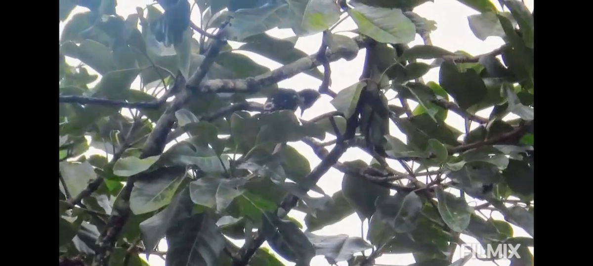 Heart-spotted Woodpecker - ML641752464
