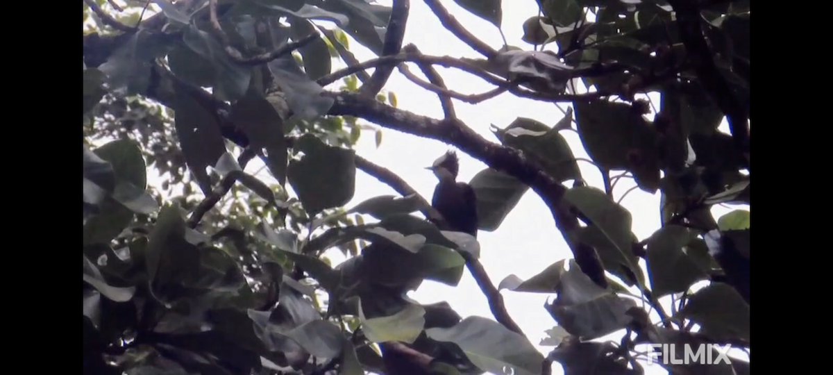 Heart-spotted Woodpecker - ML641752465