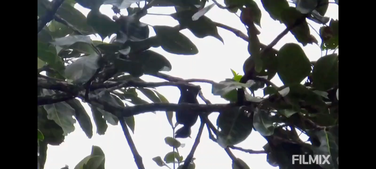 Heart-spotted Woodpecker - ML641752467