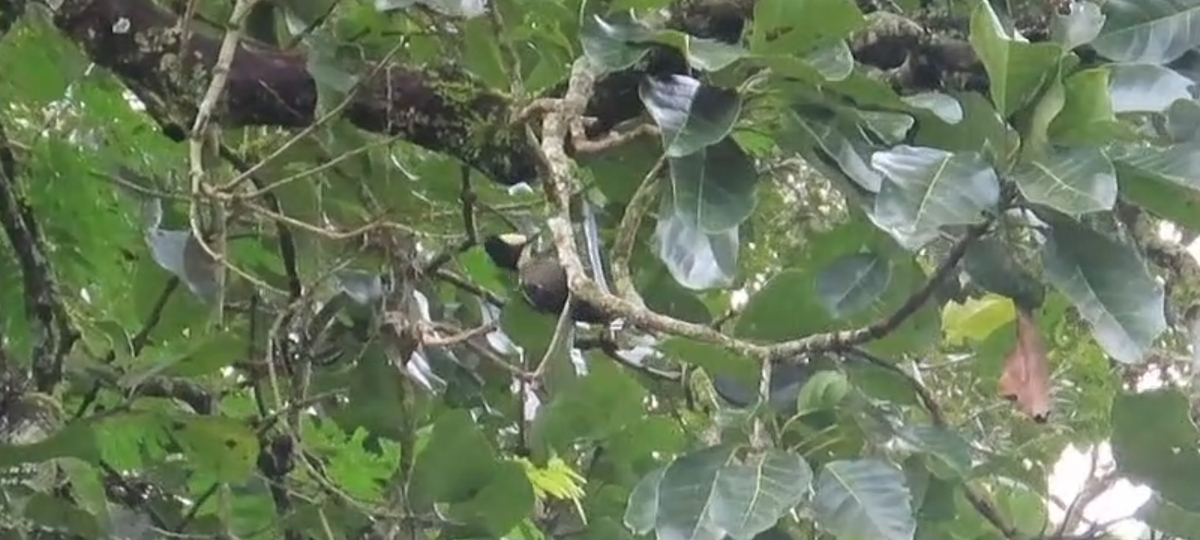 Heart-spotted Woodpecker - ML641752470