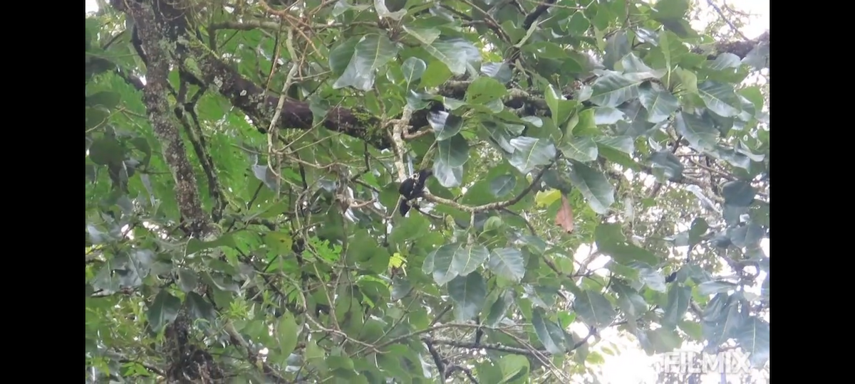 Heart-spotted Woodpecker - ML641752471
