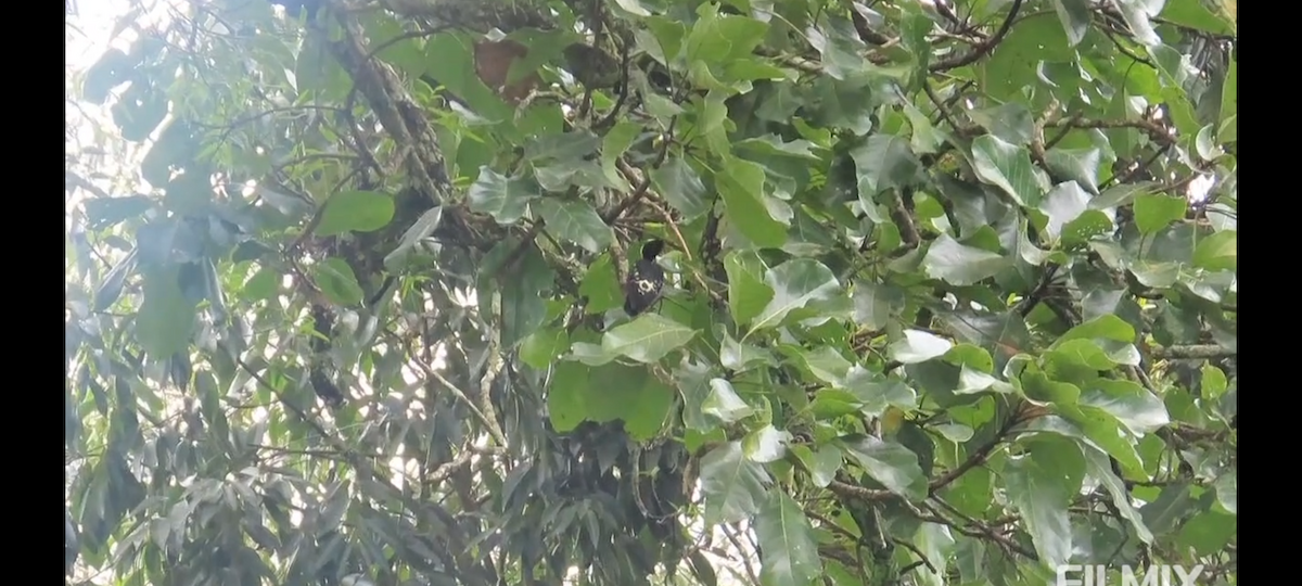 Heart-spotted Woodpecker - ML641752472