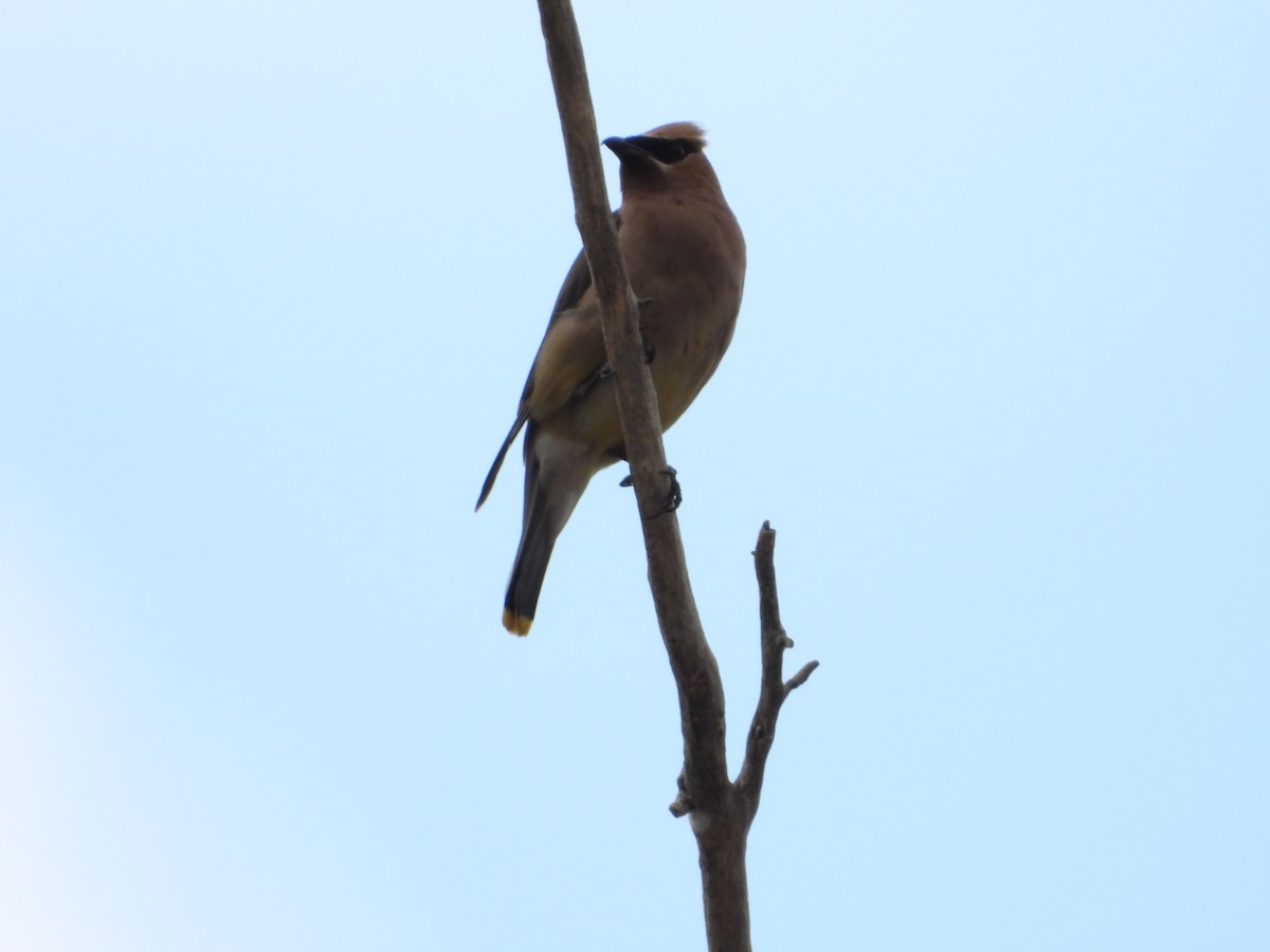 Cedar Waxwing - ML641752489