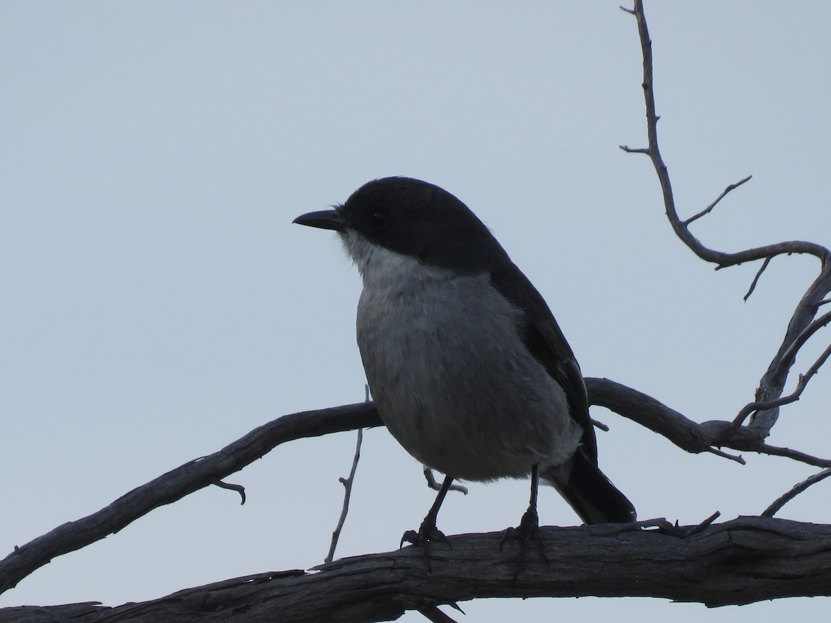 Fiscal Flycatcher - ML641752500