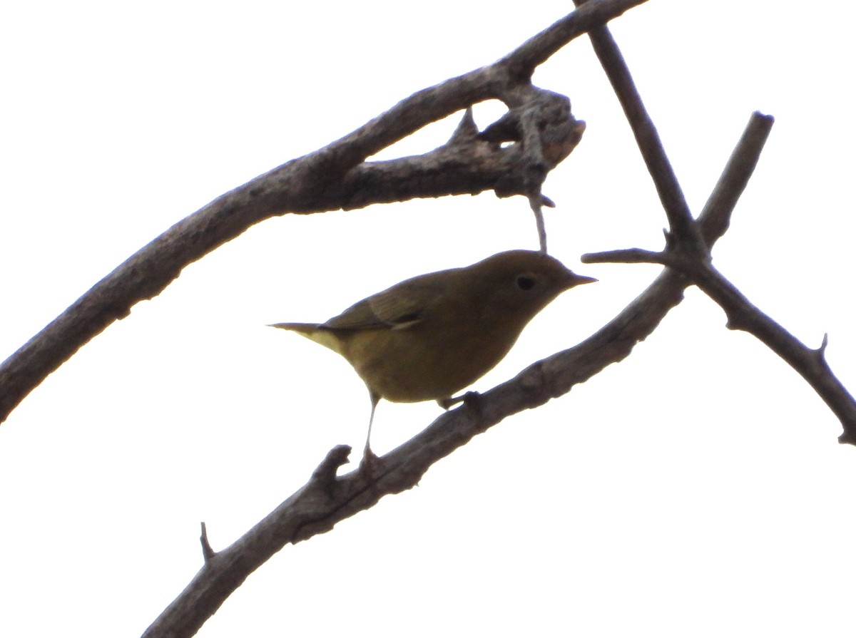 Yellow Warbler - ML641752501