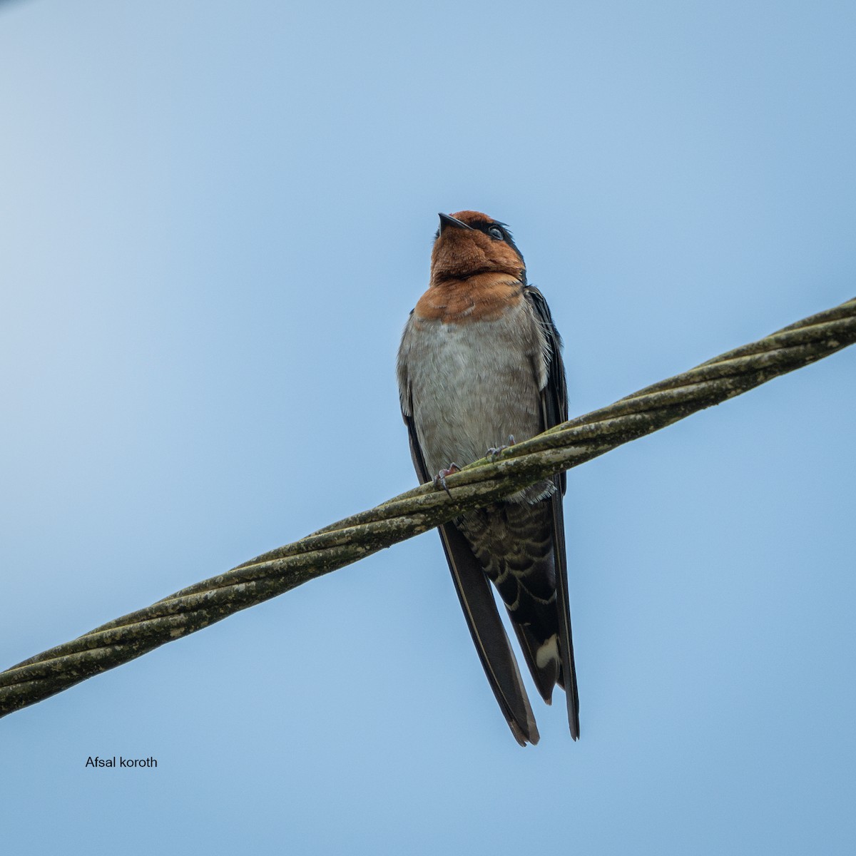 Hill Swallow - ML641752511