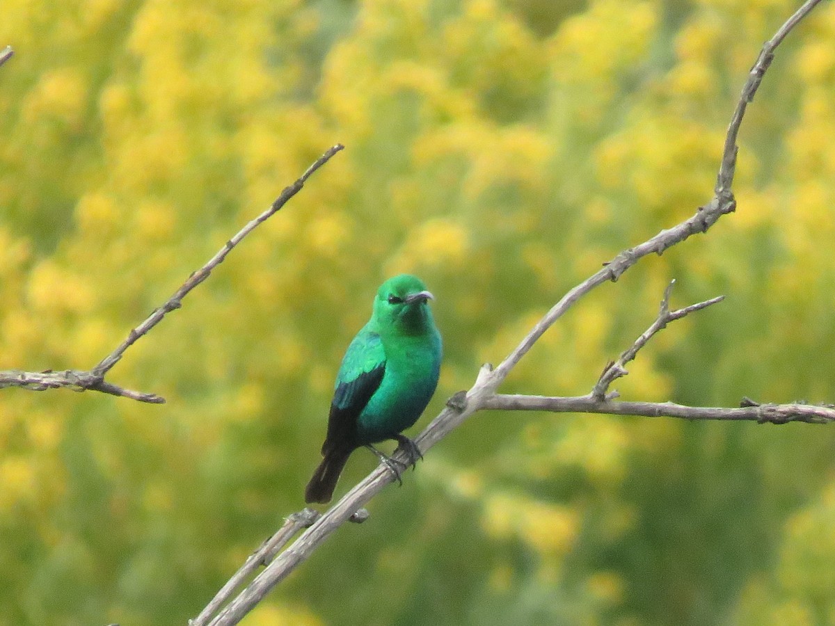 Malachite Sunbird - ML641752523