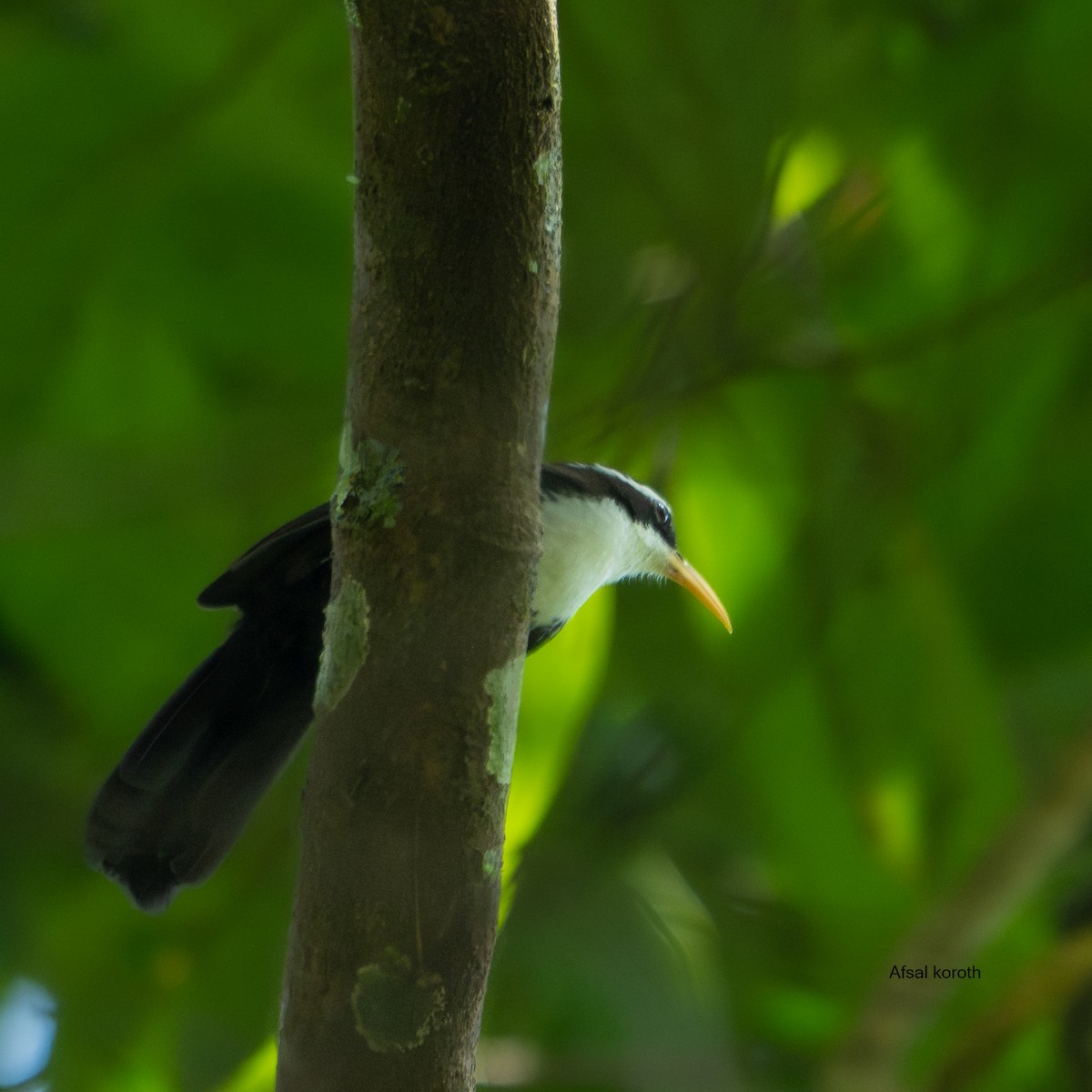 Indian Scimitar-Babbler - ML641752535