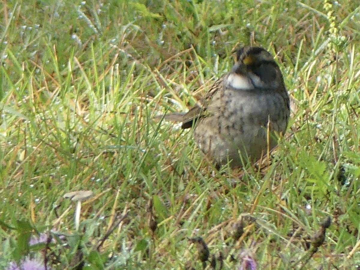 White-throated Sparrow - ML641752541