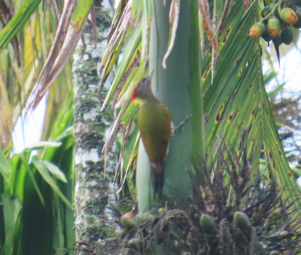 Lesser Yellownape - ML641752573