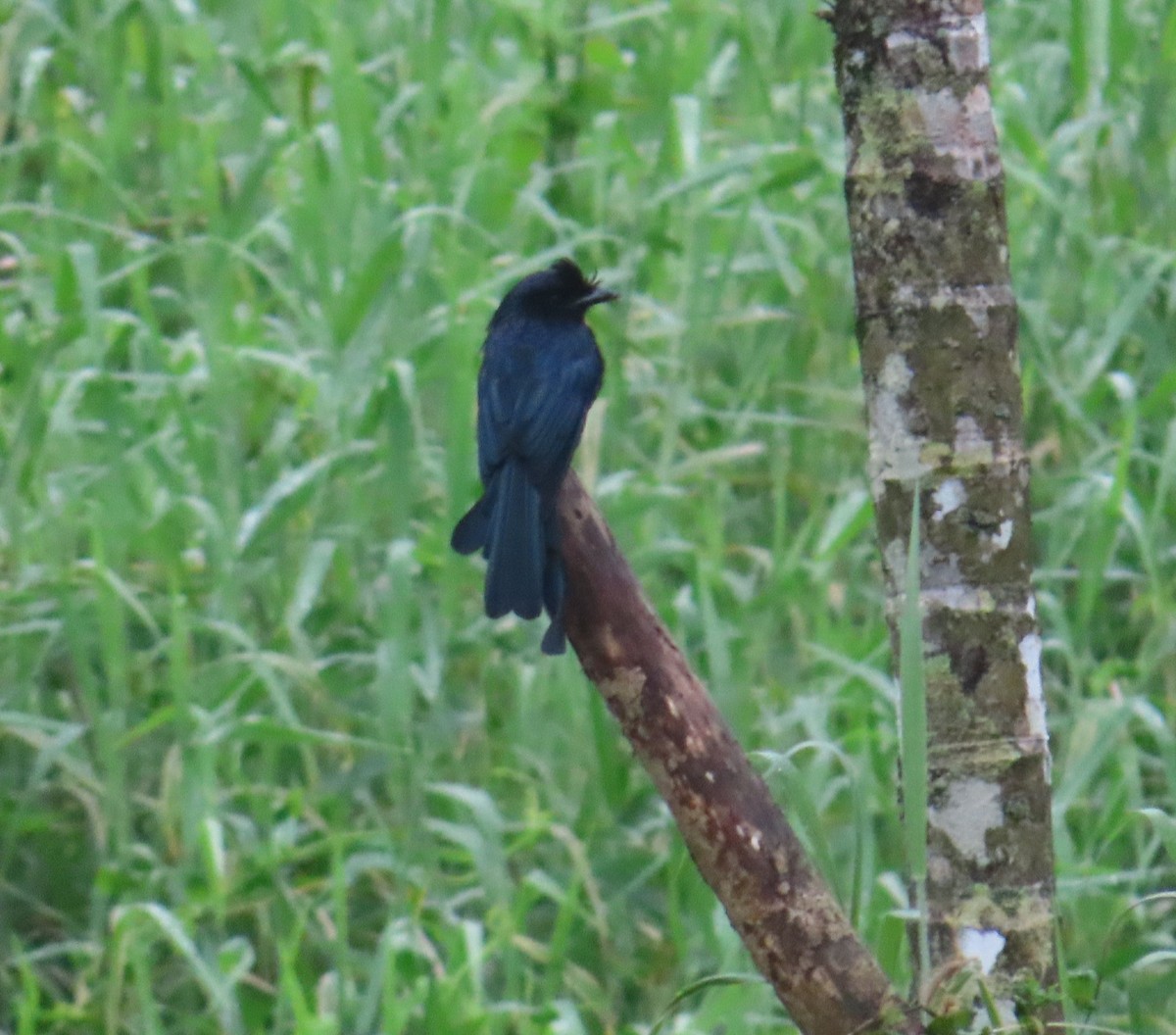 Greater Racket-tailed Drongo - ML641752605