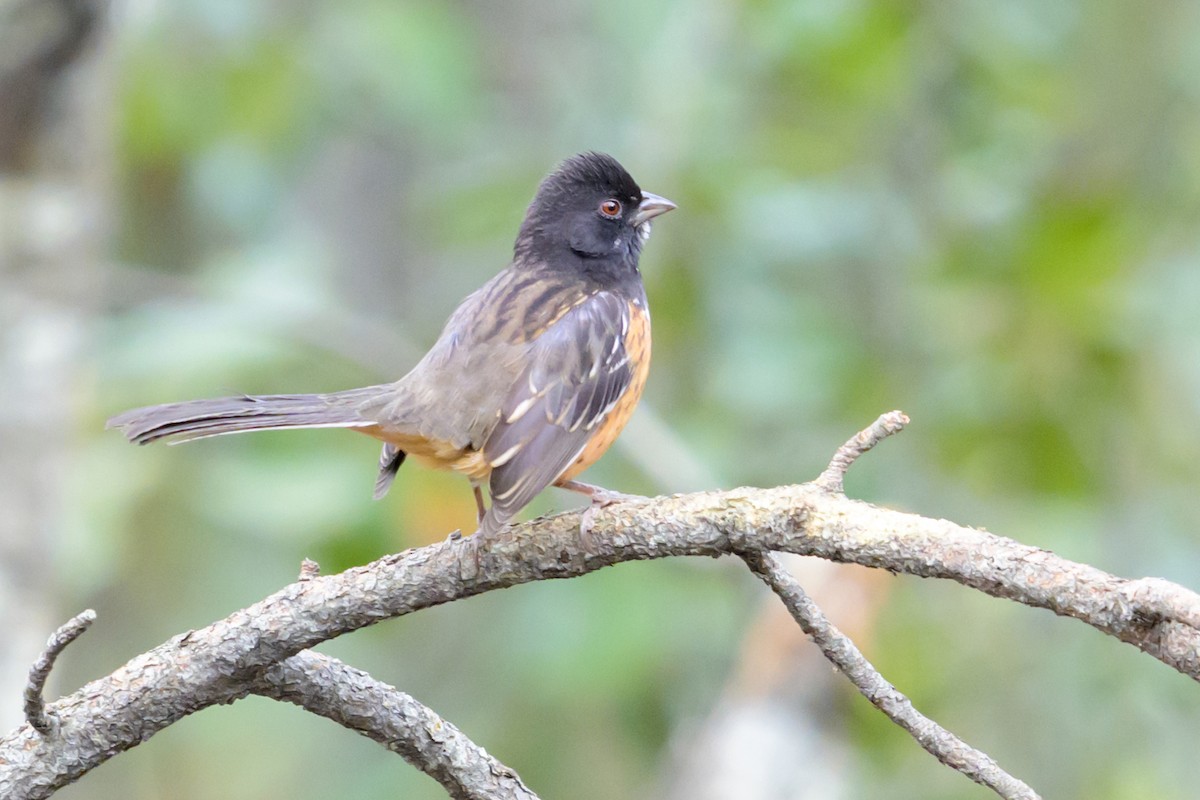 Spotted Towhee - ML641752610