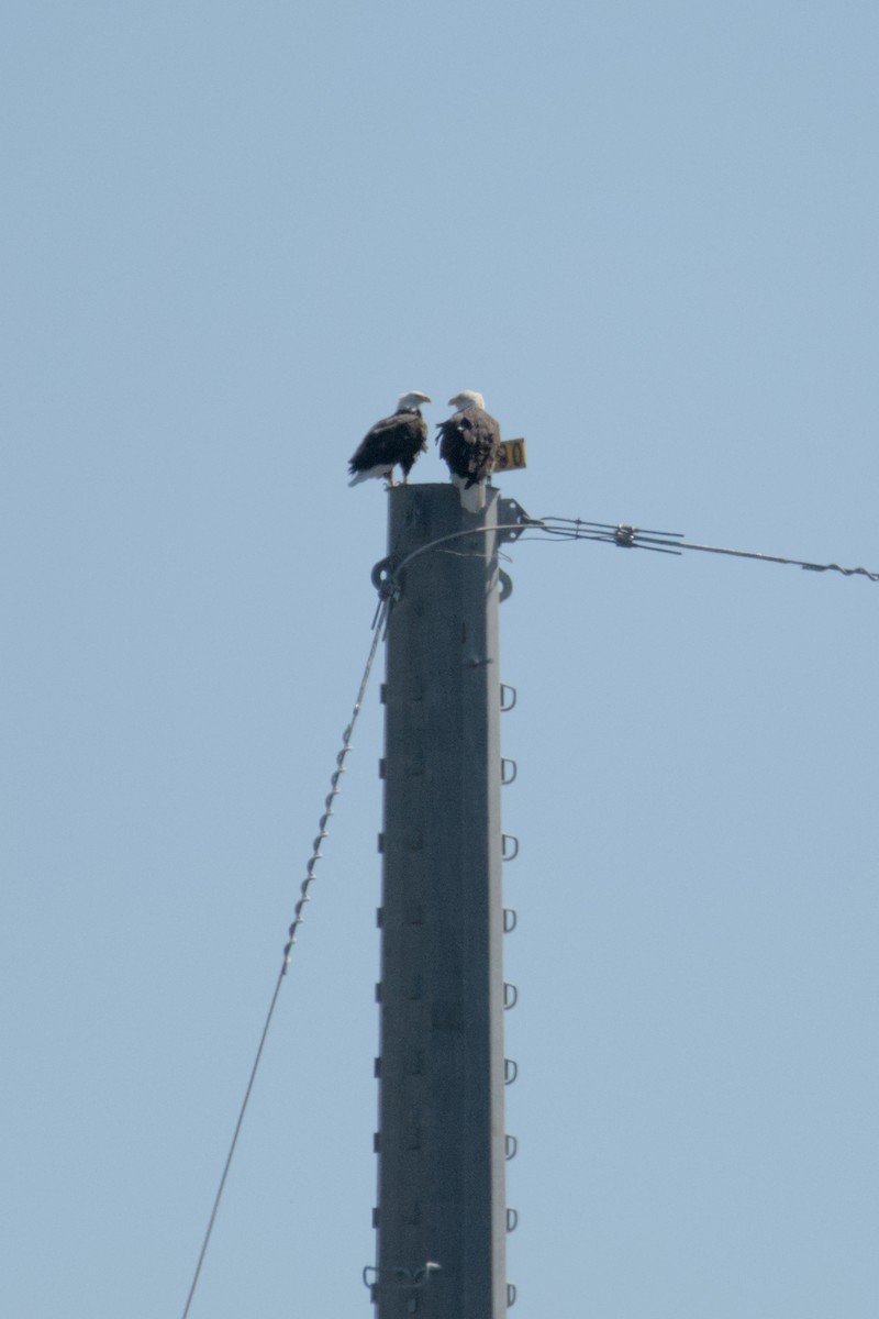 Bald Eagle - ML641752624