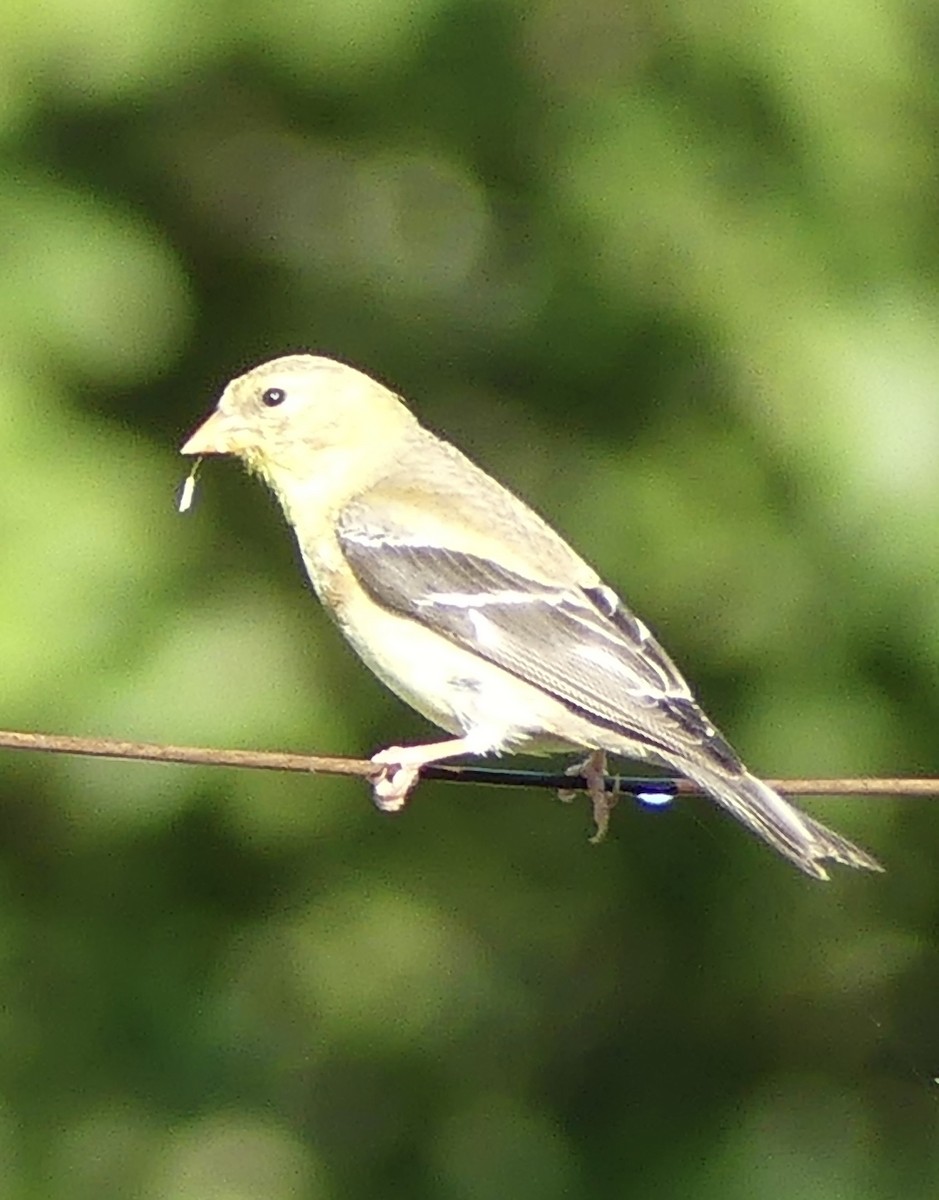American Goldfinch - ML641752634