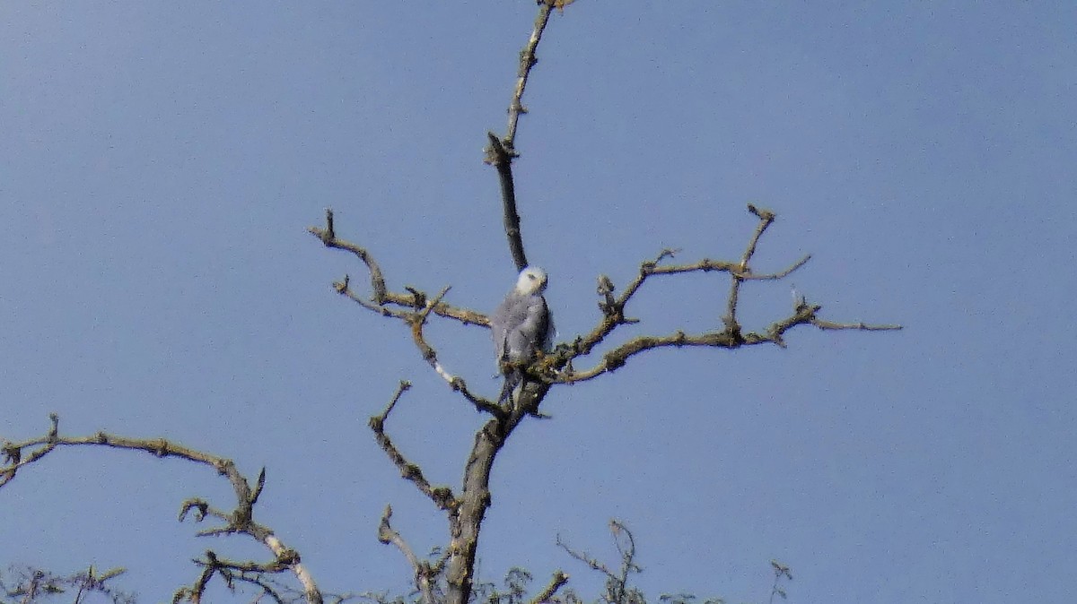 Black-winged Kite - ML641752645