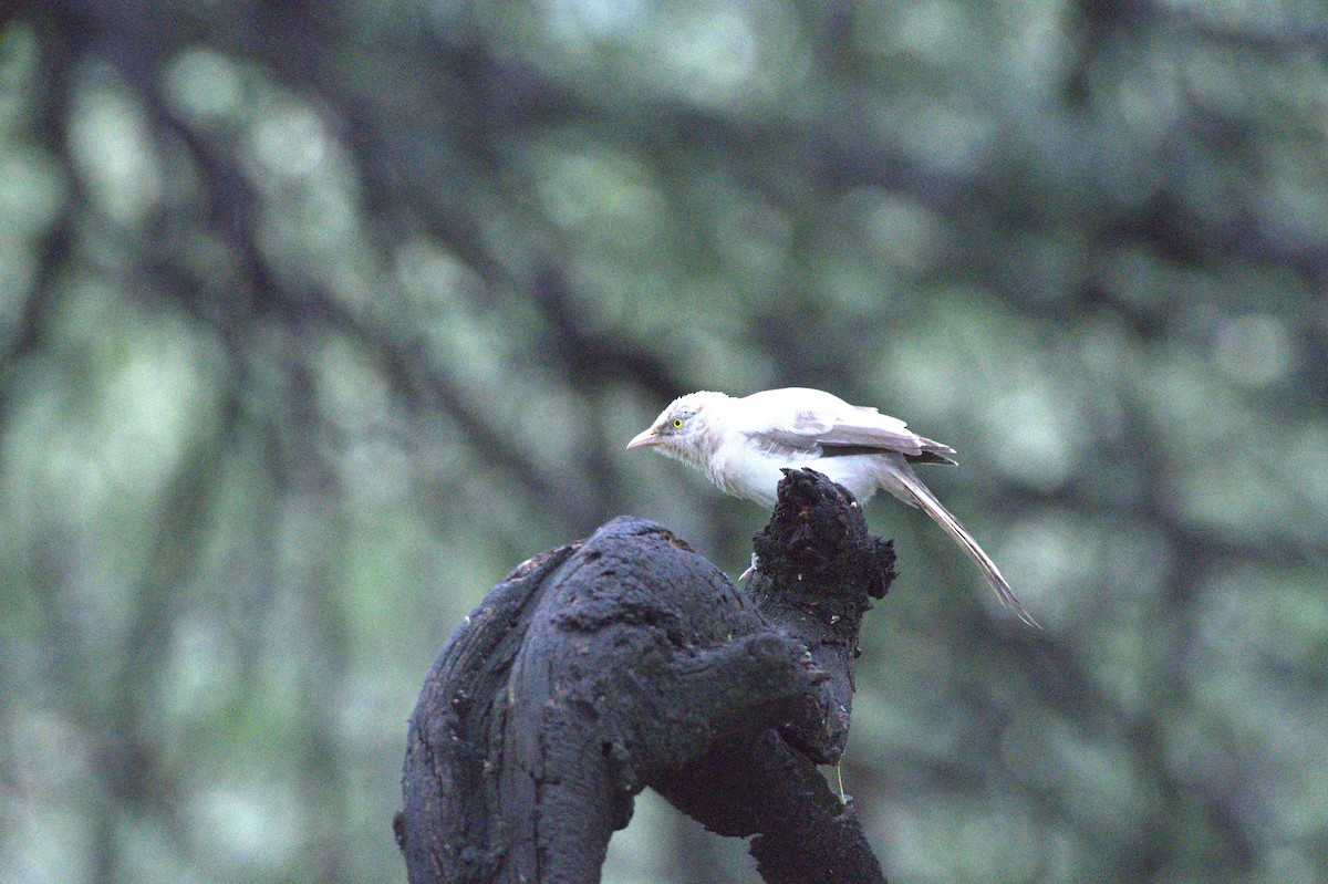 Jungle Babbler - ML641752663