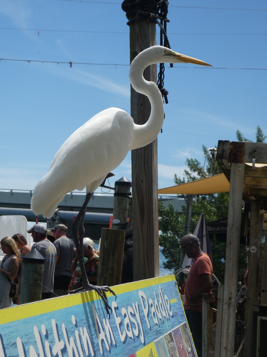 Great Egret (American) - ML641752667